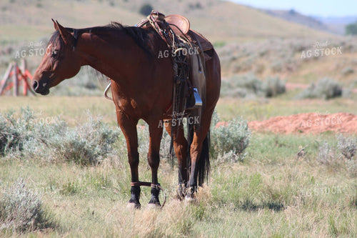 Horse in Pasture 63005
