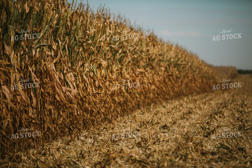 Corn Harvest 6565