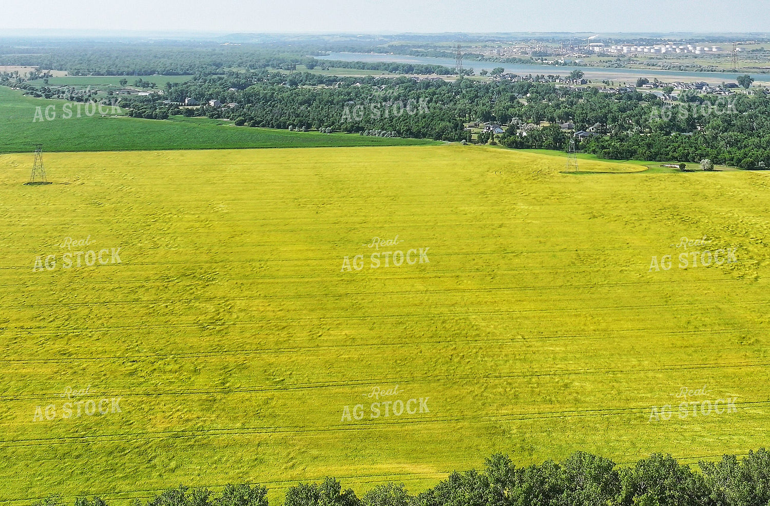 Mid-Season Canola Field 141663