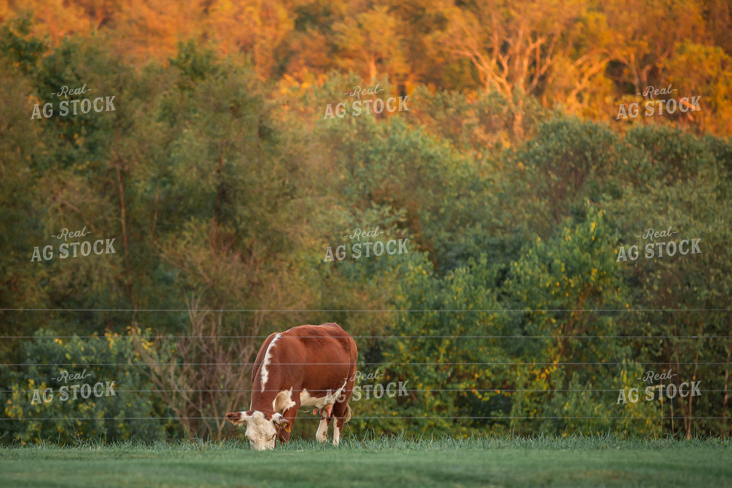 Hereford Cattle on Pasture 270623