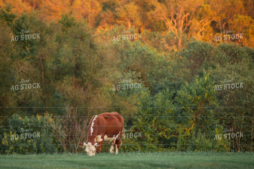Hereford Cattle on Pasture 270623