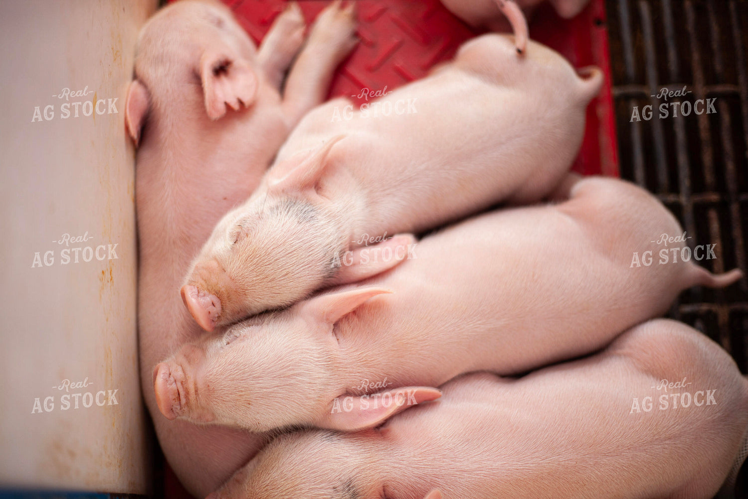 Piglets 132212