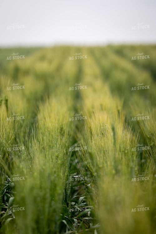 Hard Red Winter Wheat 202013