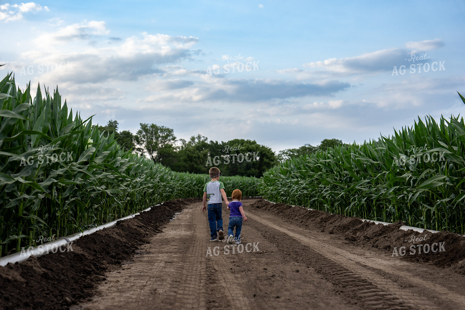 Farm Kids Walking By Cornfield 65876