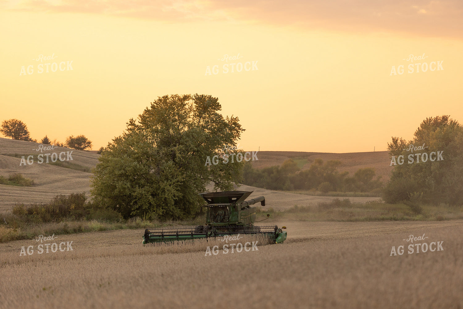 Soybean Harvest 215040