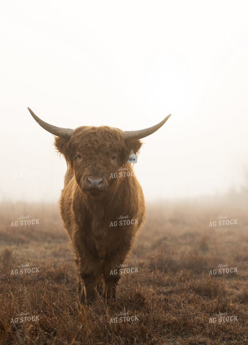 Highland Cattle 219148