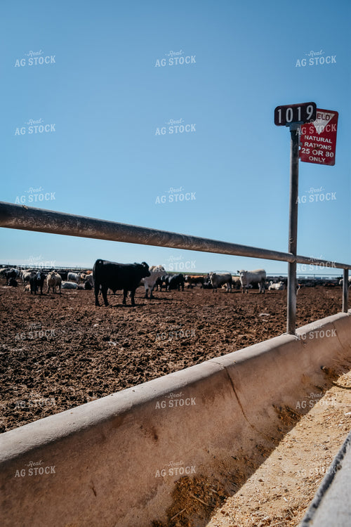 Cattle Feedlot Pen Number 56455