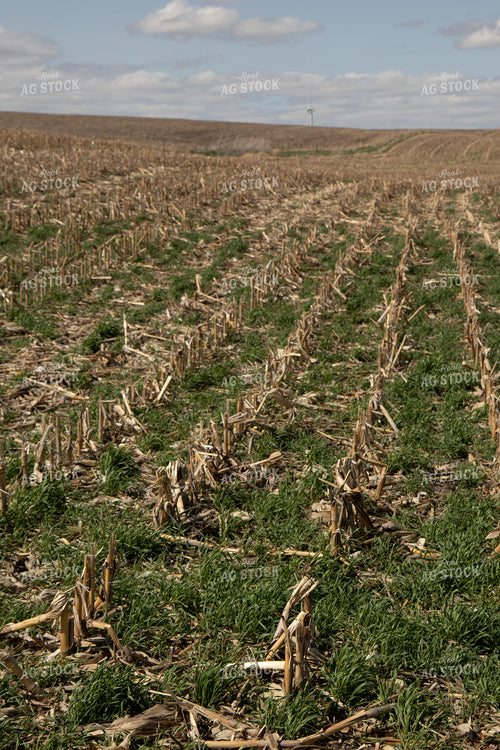 Cover Crops in Corn Stalks 67198