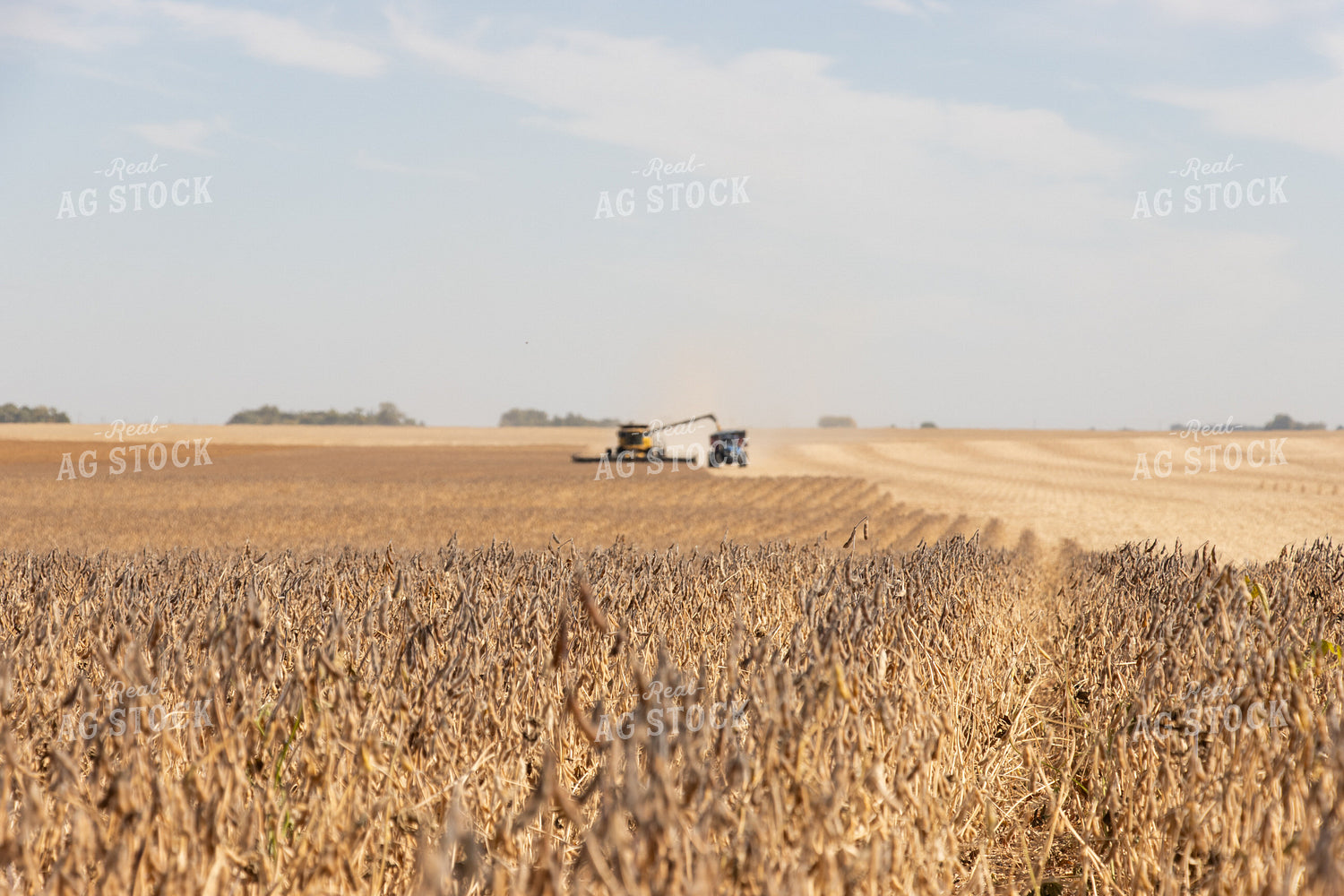 Soybean Harvest 255018