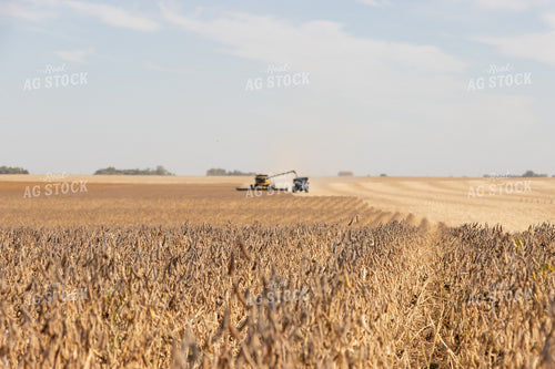 Soybean Harvest 255018