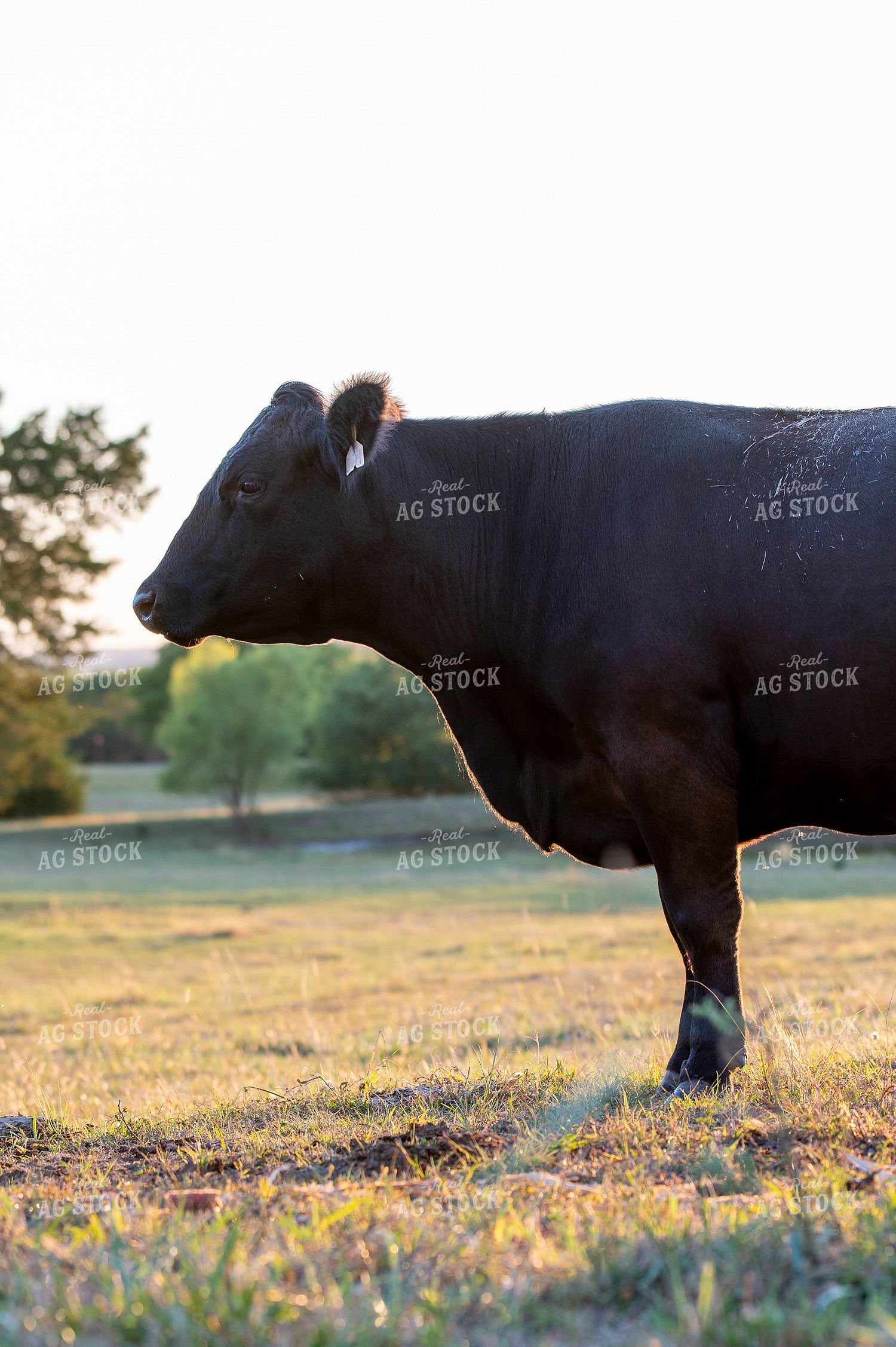 Angus Cattle 236005