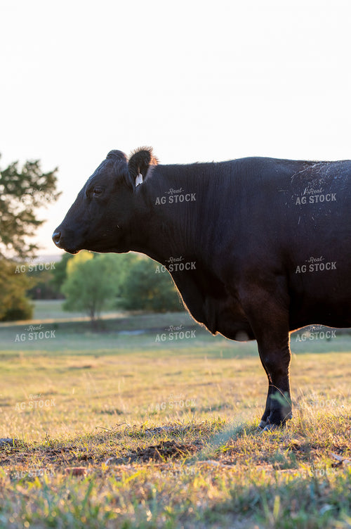 Angus Cattle 236005