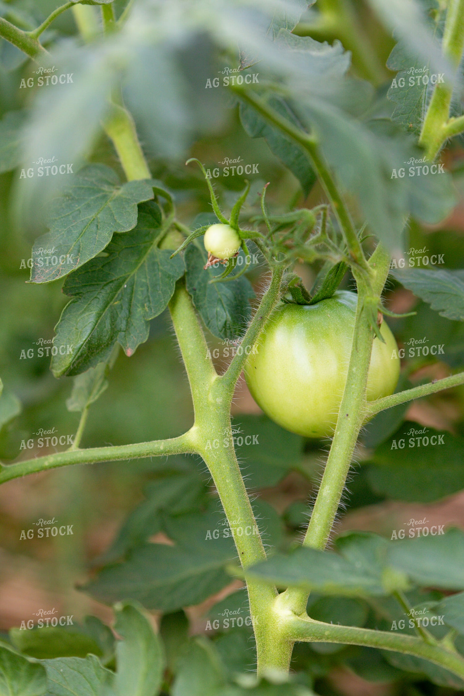 Tomatoes 208085