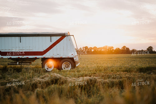 Rice Harvest 125196