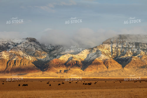 Cattle Pasture with Mountains 78063