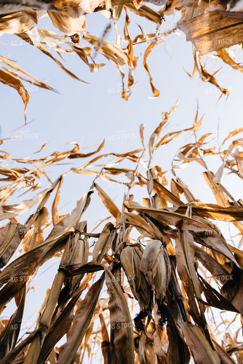 Dried Corn 178081