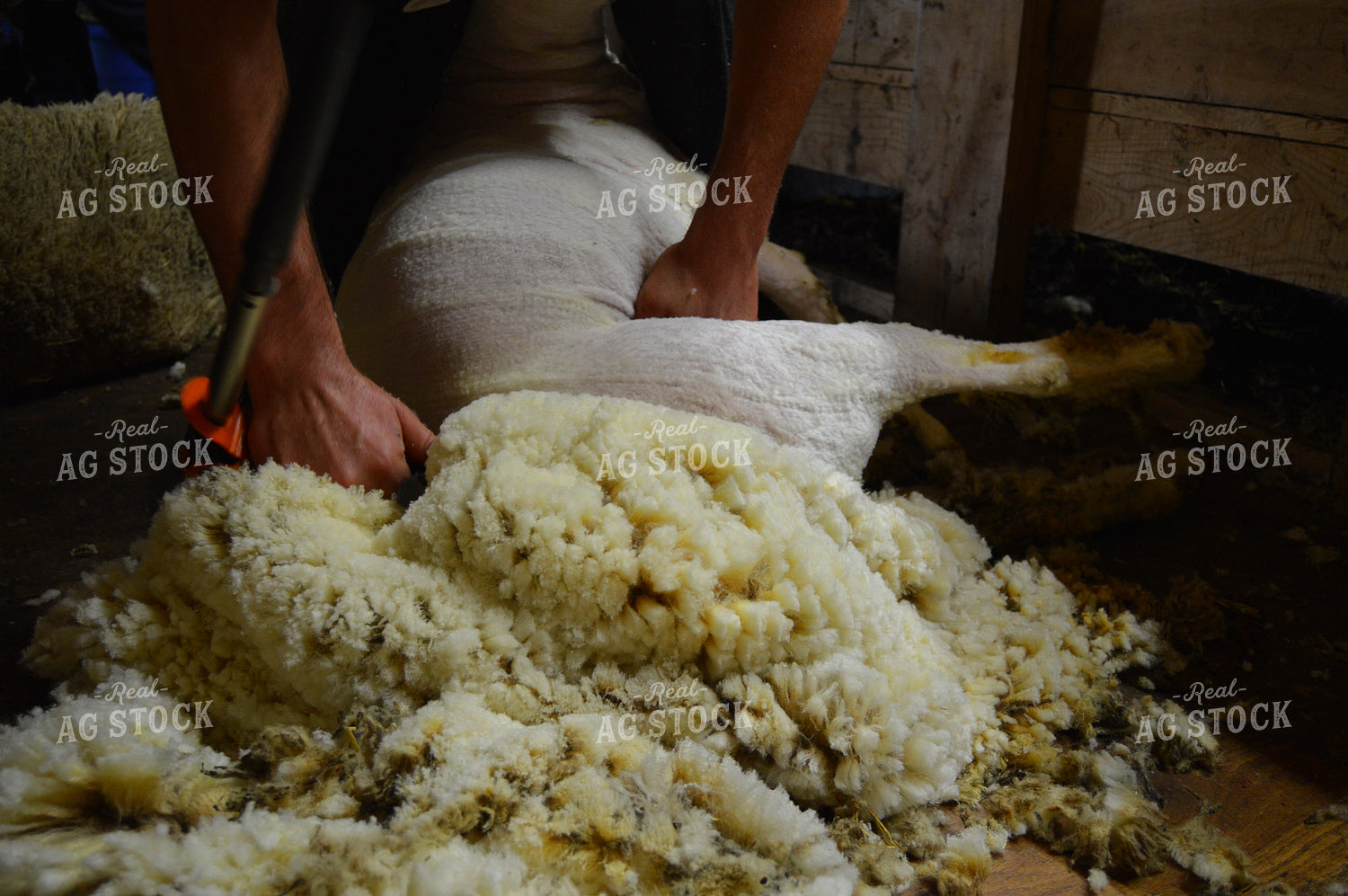 Farmer Shearing Sheep 164009