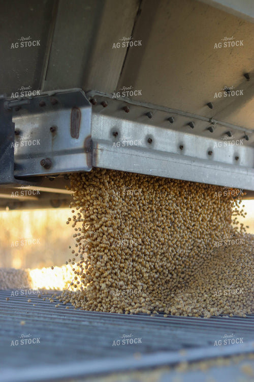Soybeans Coming Out of Hopper 109022