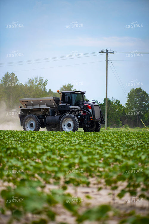 Spreading Dry Fertilizer in Cotton Field 136217