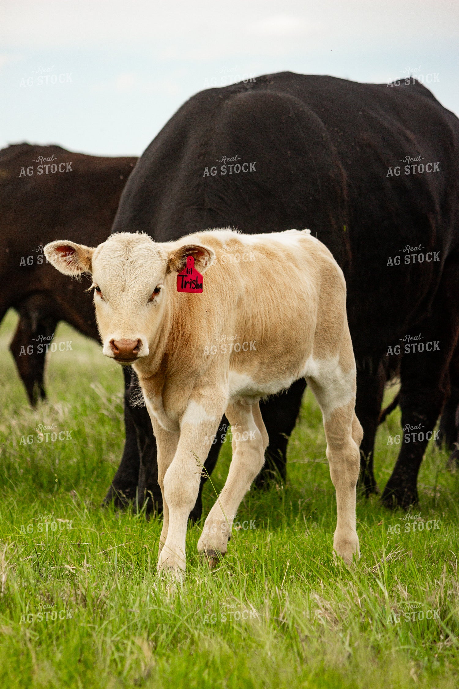Longhorn Calf 155203