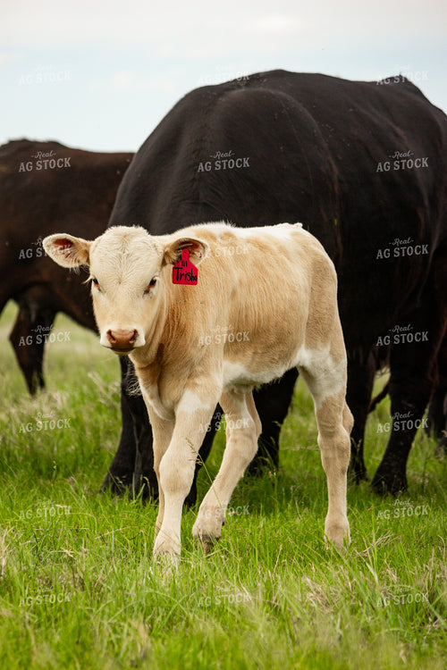Longhorn Calf 155203