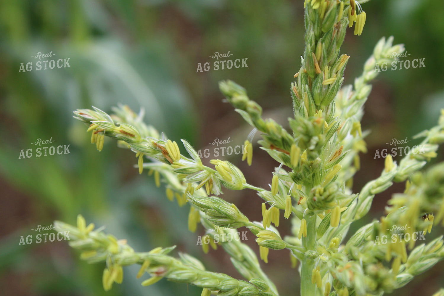 Up Close Corn Tassel 104011