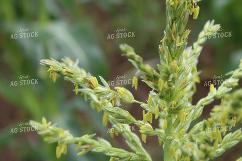 Up Close Corn Tassel 104011