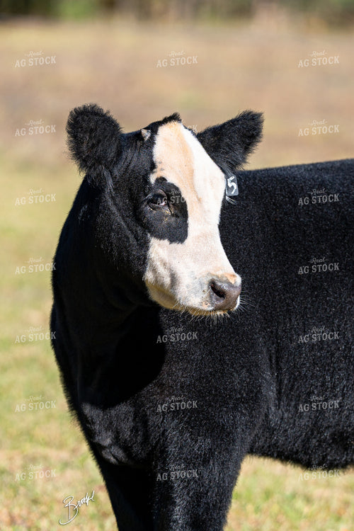 Show Cattle on Pasture 68255