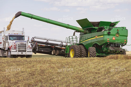 Canola Harvest