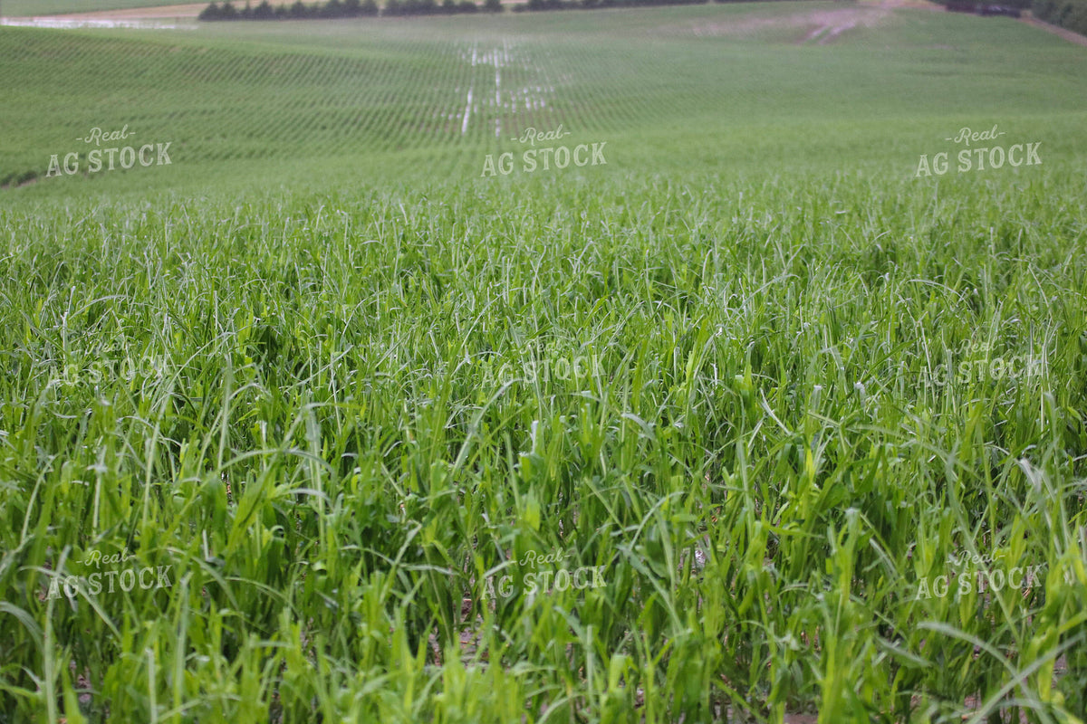 Hail and Wind Damaged Corn 82506