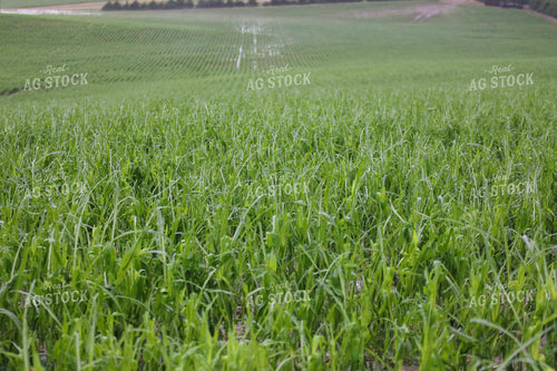 Hail and Wind Damaged Corn 82506