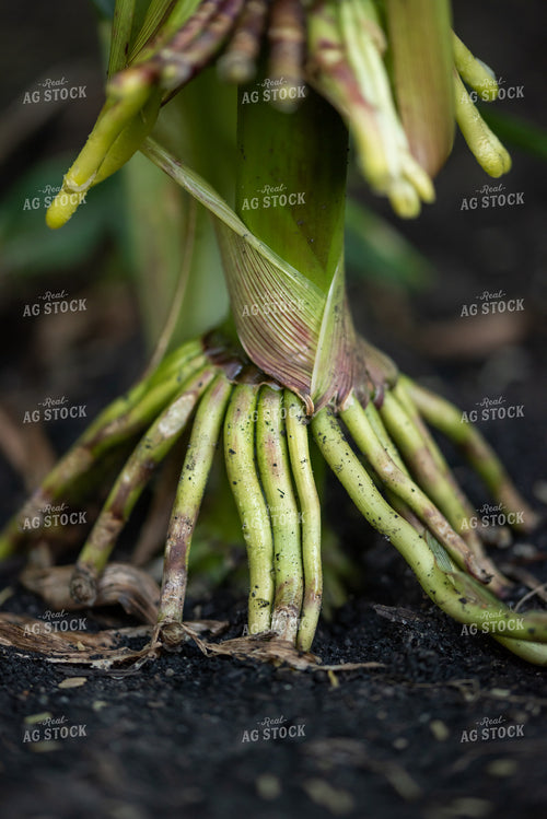 Roots of a Corn Plant 76247