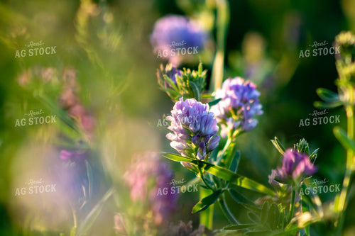 Alfalfa Close Up 214321