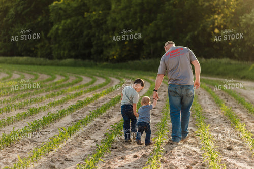 Farm Family Waling in Early Growth Corn Field 115057
