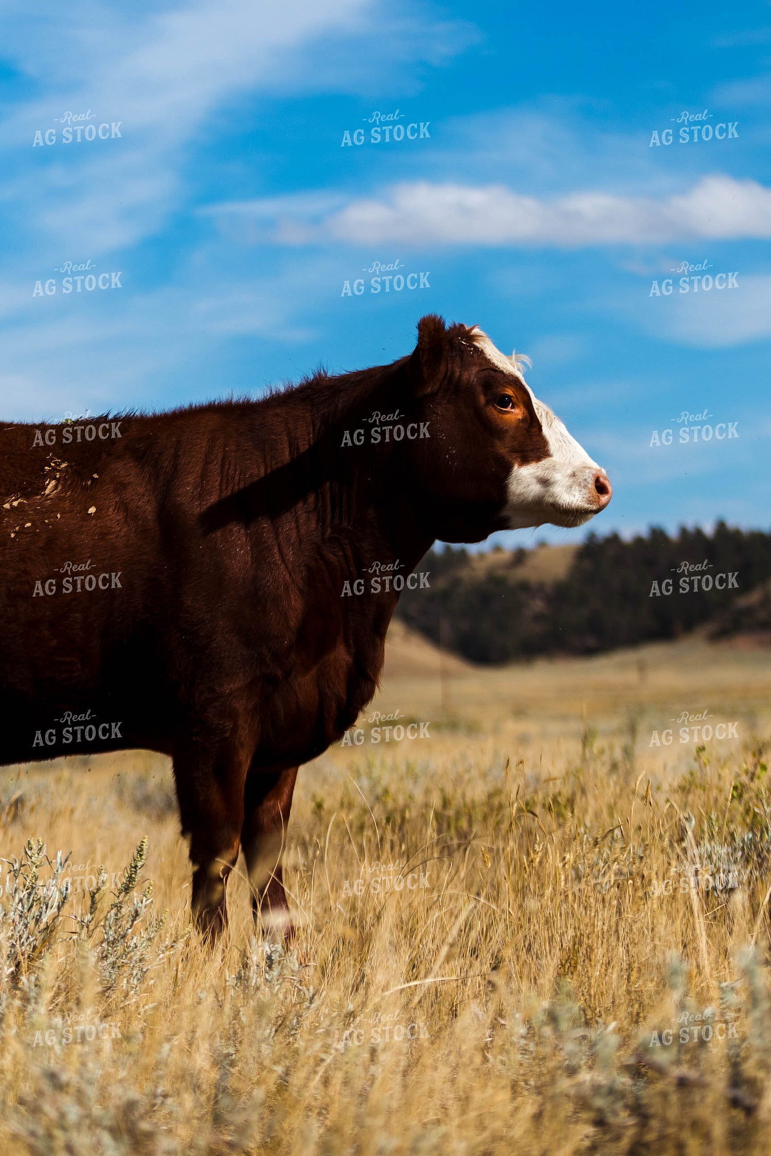 Bred Heifer on Pasture 97184