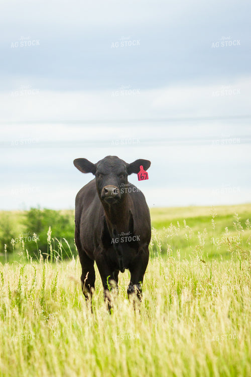 Angus Cow 155168