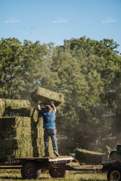 Farmer Throwing Hay Bales 115325