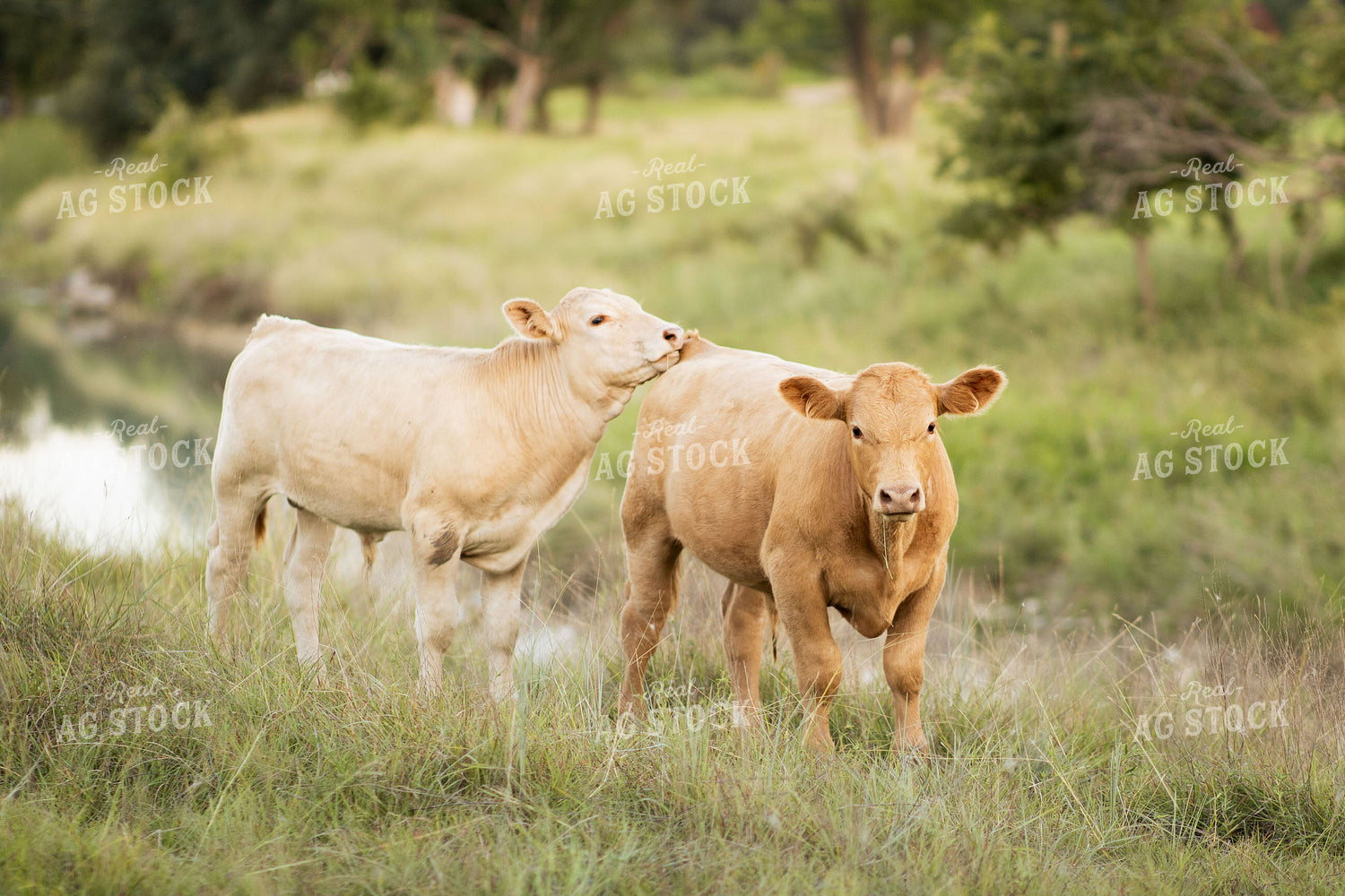 Charolais Cattle on Pasture 288034