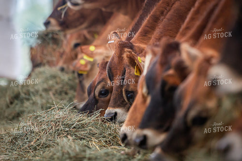 Jersey Cattle Eating in Barn 270478