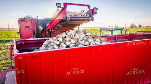 Sugar Beet Harvest 56567