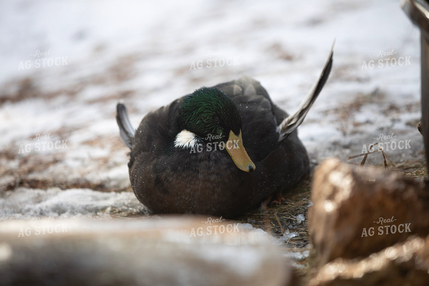 Duck 117460