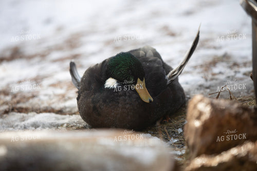 Duck 117460