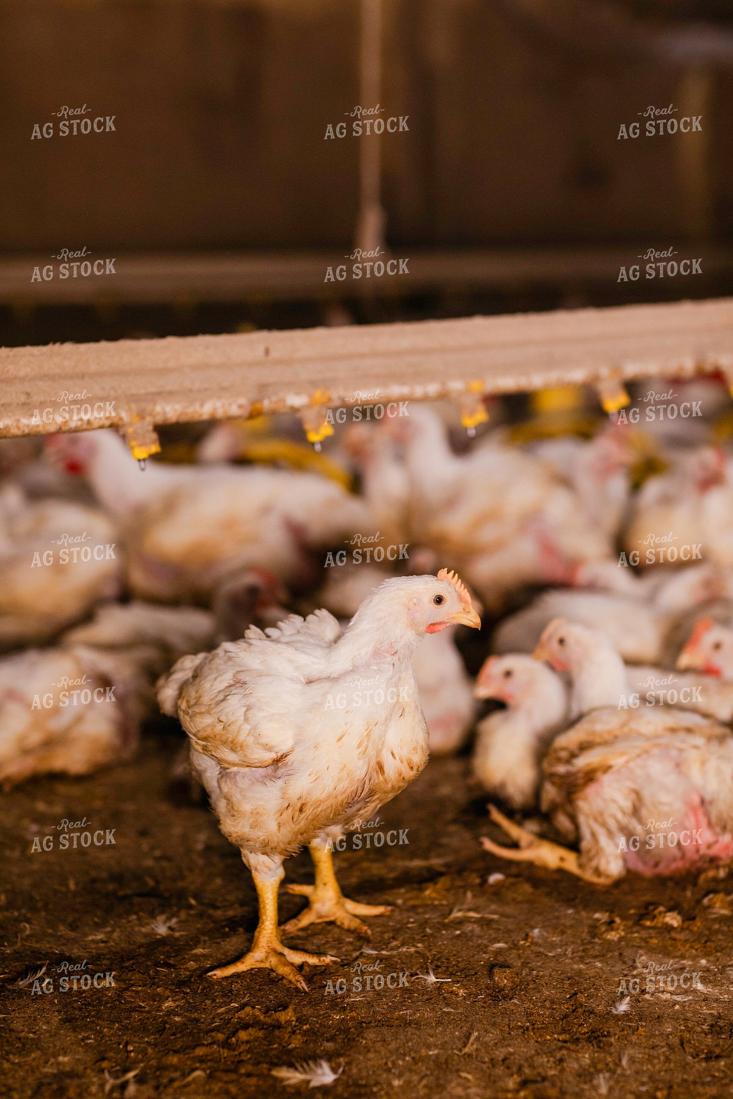 Broiler Chickens in Barn 280032