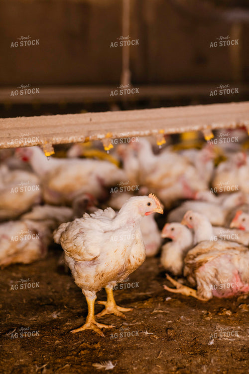 Broiler Chickens in Barn 280032