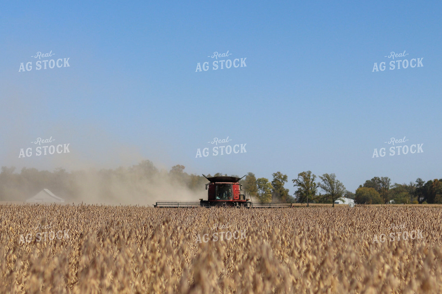 Harvesting Soybeans 109041