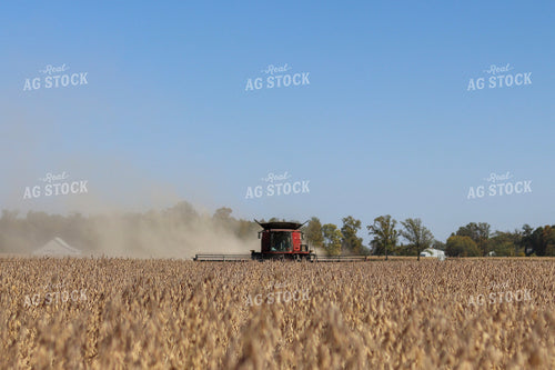 Harvesting Soybeans 109041