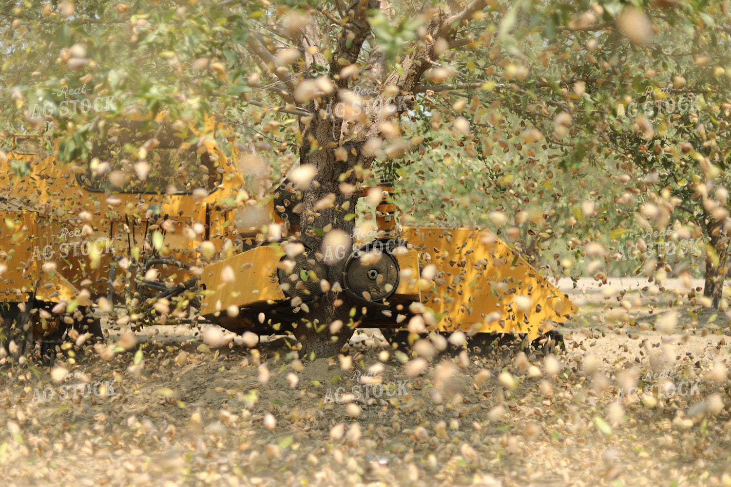Almond Harvest 180008