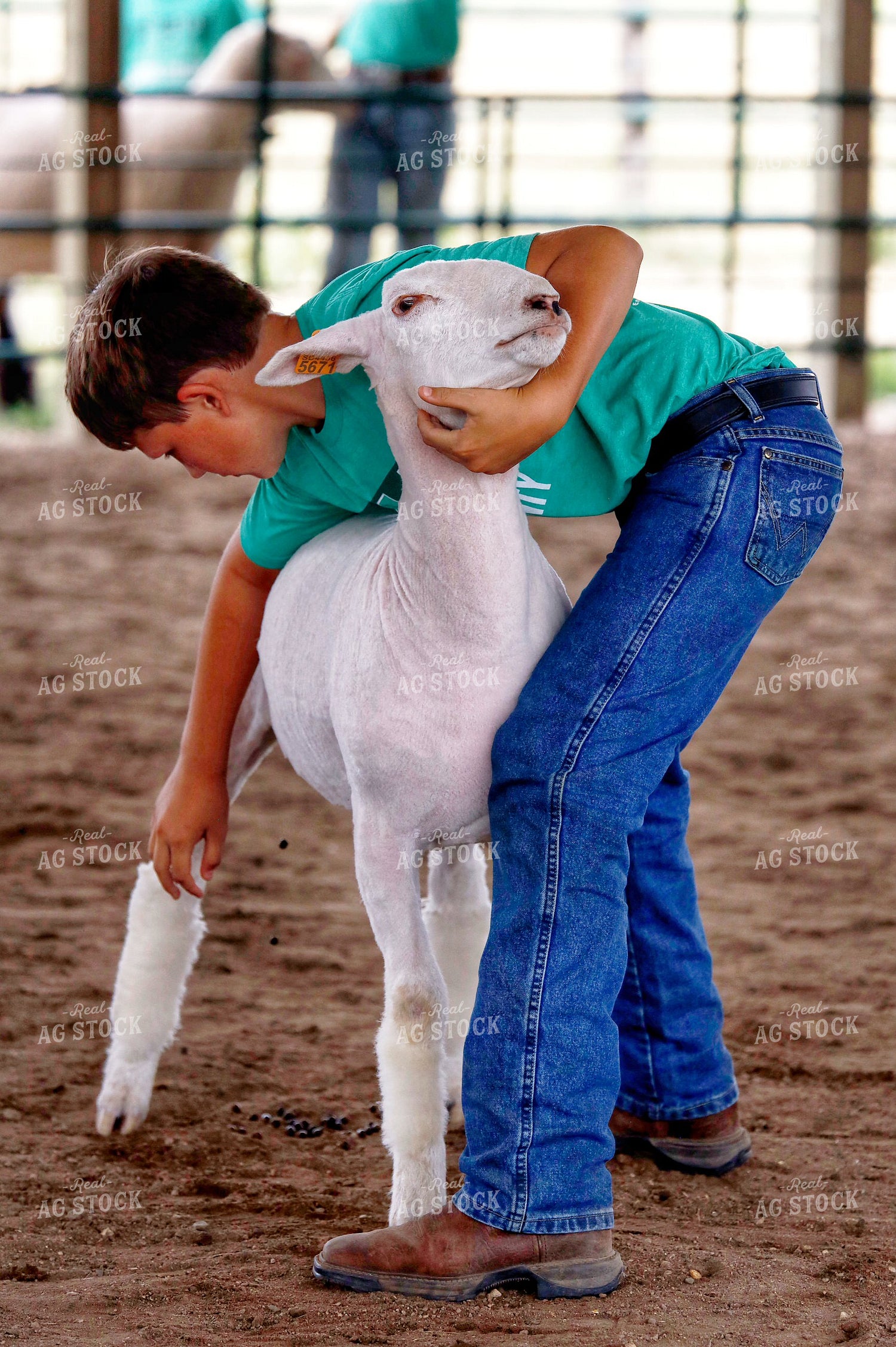 Youth Sheep Show 141711