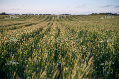 Cover Crop Field 76134