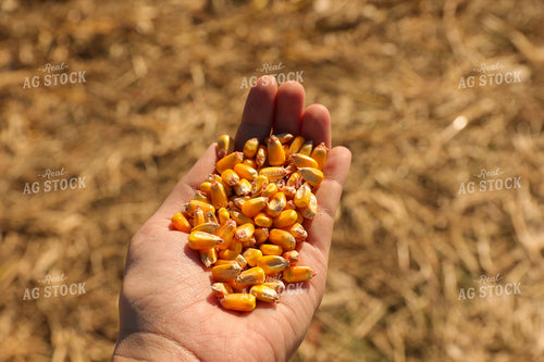 Hand Holding Shelled Corn Kernels Close Up 52479